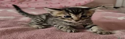 Mixed Breed cats for sale: Bengal x Russian Blue kittens - Advert 8