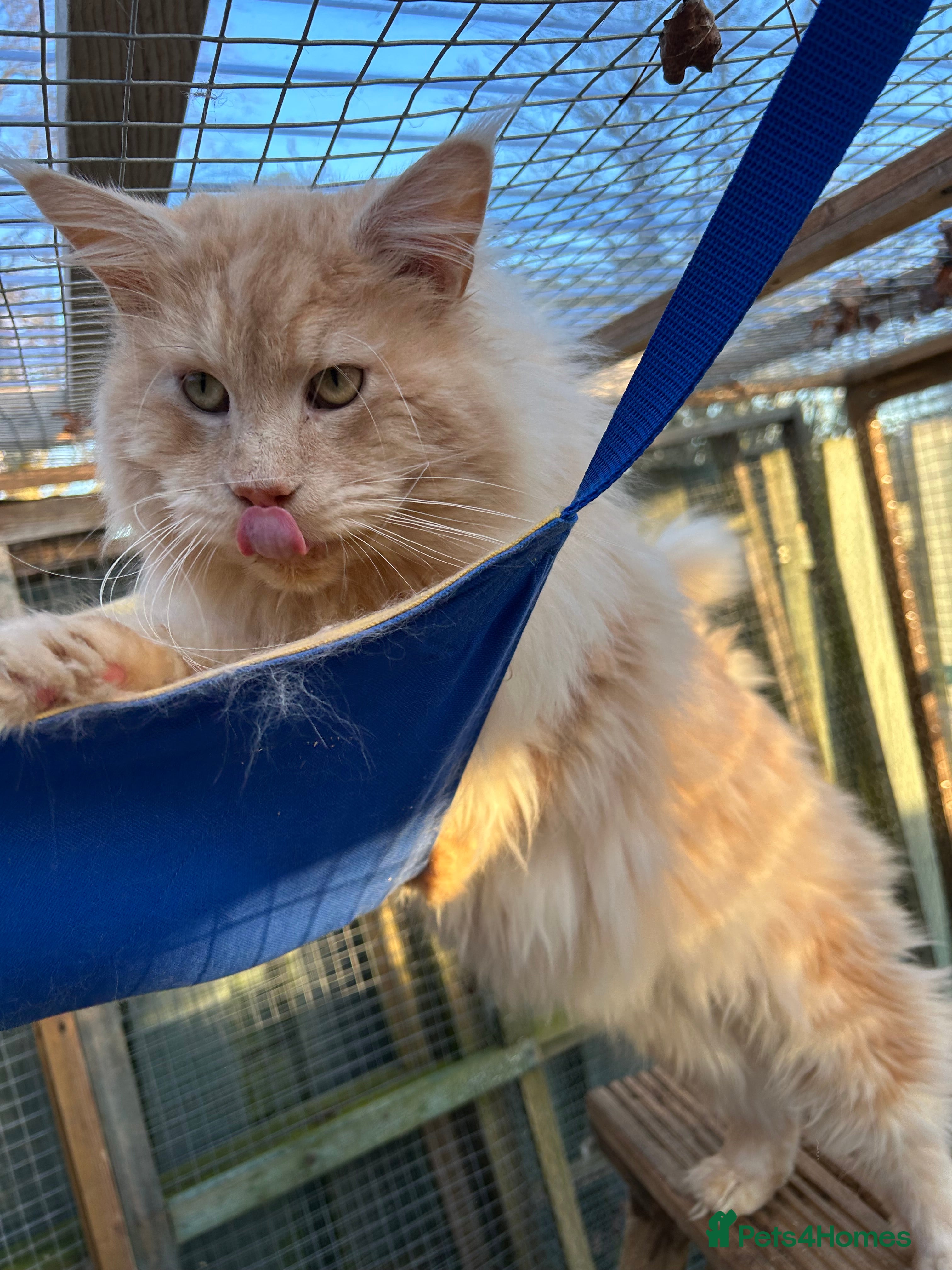 Maine Coon cats Active Maine Coon Stud for sale - Advert 4