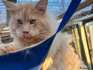 Maine Coon cats Active Maine Coon Stud for sale - Advert 3