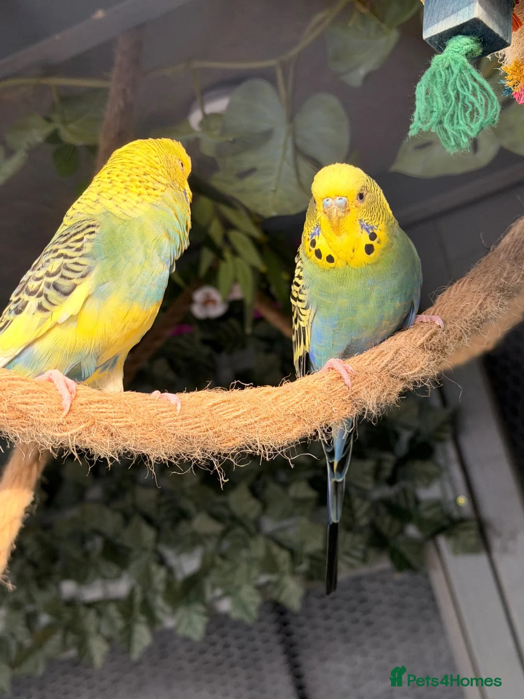Budgerigars birds for sale: 12 Budgies Available Mixed  - Advert 2
