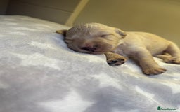 Cockapoo dogs for sale: Stunning f1b cockapoo puppies!!  - Image 8