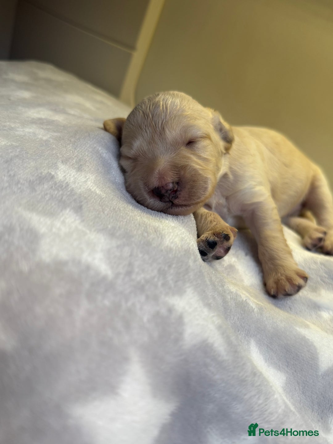 Cockapoo dogs for sale: Stunning f1b cockapoo puppies!!  - Image 8