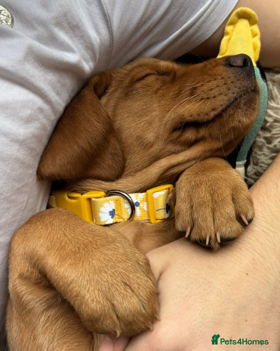 Labrador Retriever dogs for sale: Fox Red bitch pup available - Advert 2