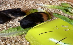 Guinea Pig rodents for sale: 2 Female Guinea Pigs - Image 1