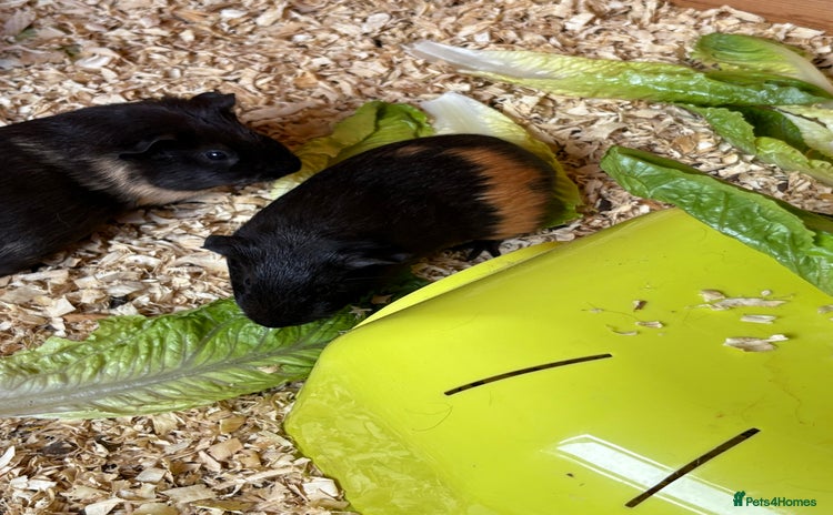 Guinea Pig rodents - Advert 1