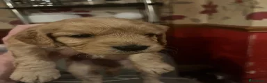 Cockapoo 7