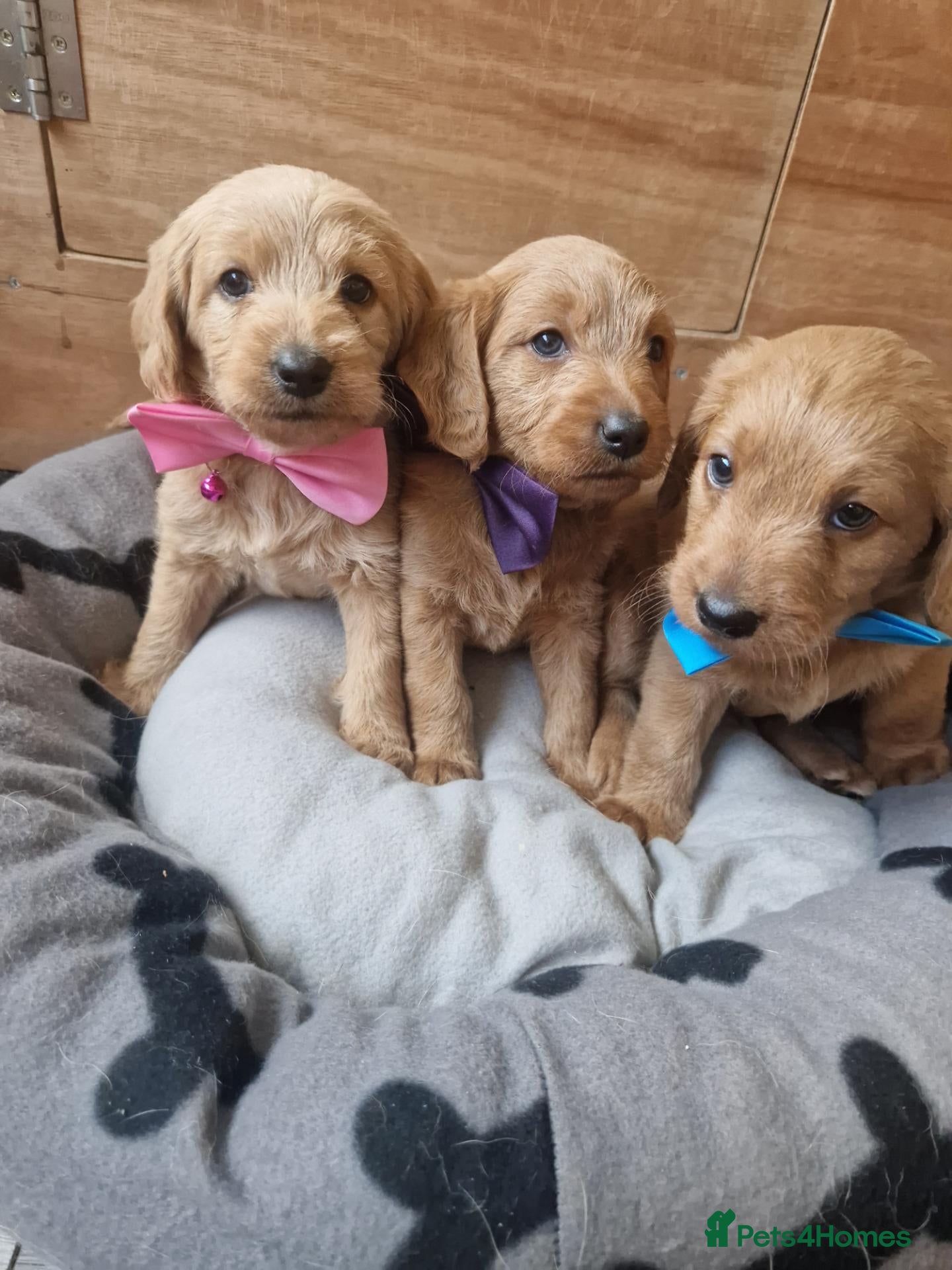 Labradoodle dogs Miniature labradoodles - Advert 3