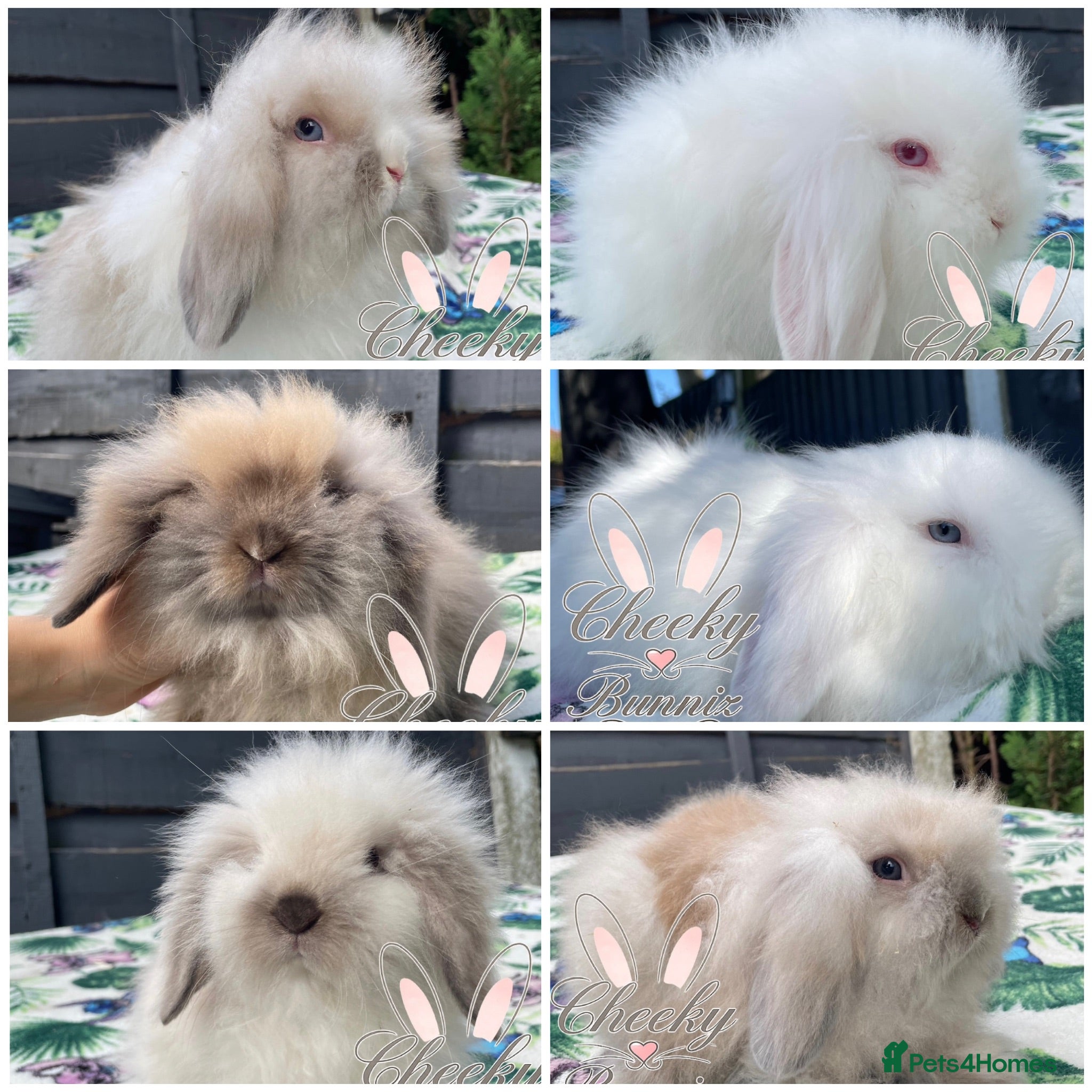 Mini Lion Lop rabbits Beautiful Mini Lion Lop Boys - Advert 10