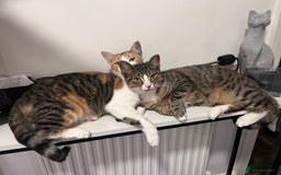 Mixed Breed cats for sale: Mother & Daughter Mixed Bengals - Image 1