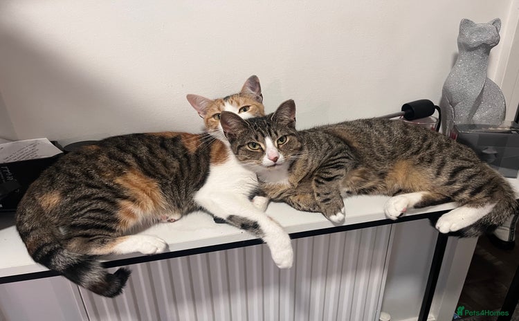 Mixed Breed cats - Advert 2