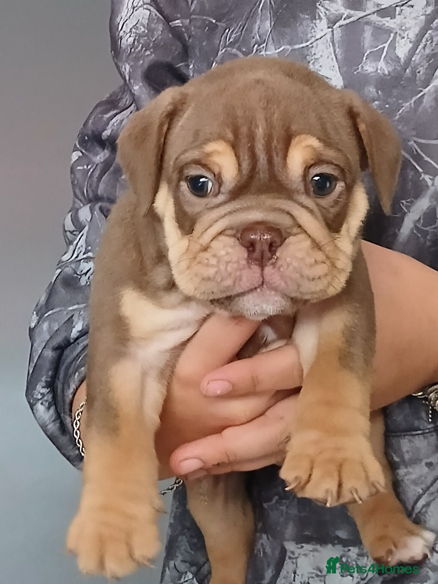 English Bulldog dogs KC registered Bulldogs for Sale - Advert 2