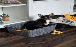 Chihuahua dogs for sale: LAST ONE Chihuahuas for sale BOY  - Image 2