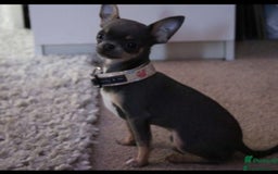 Chihuahua dogs for sale: Beautiful Female Chihuahua Puppies  - Image 6