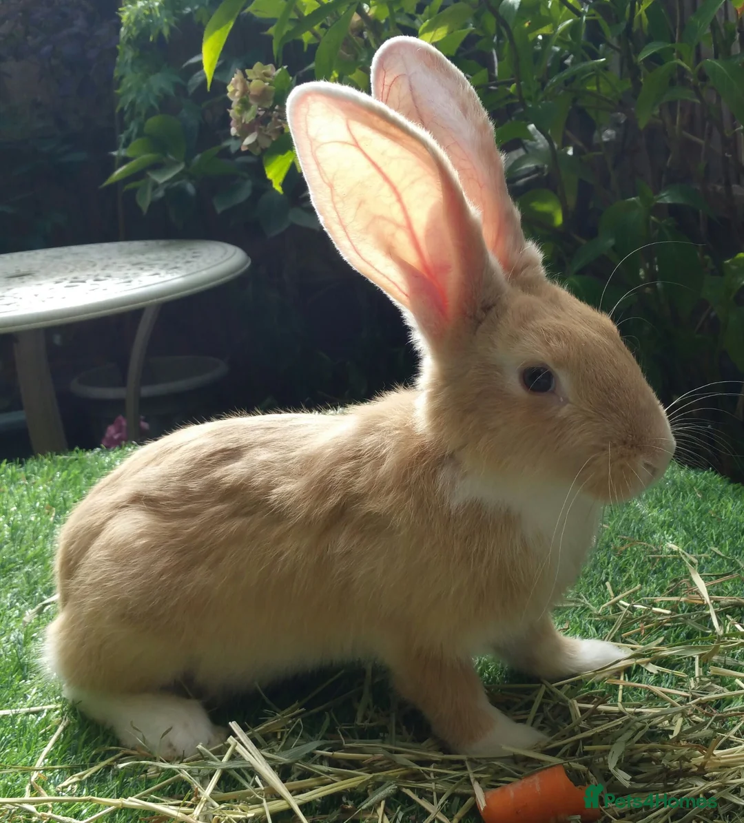 Continental Giant rabbits for sale: PURE Continental Giant BABY BUCK VACCINATED READY  - Advert 2