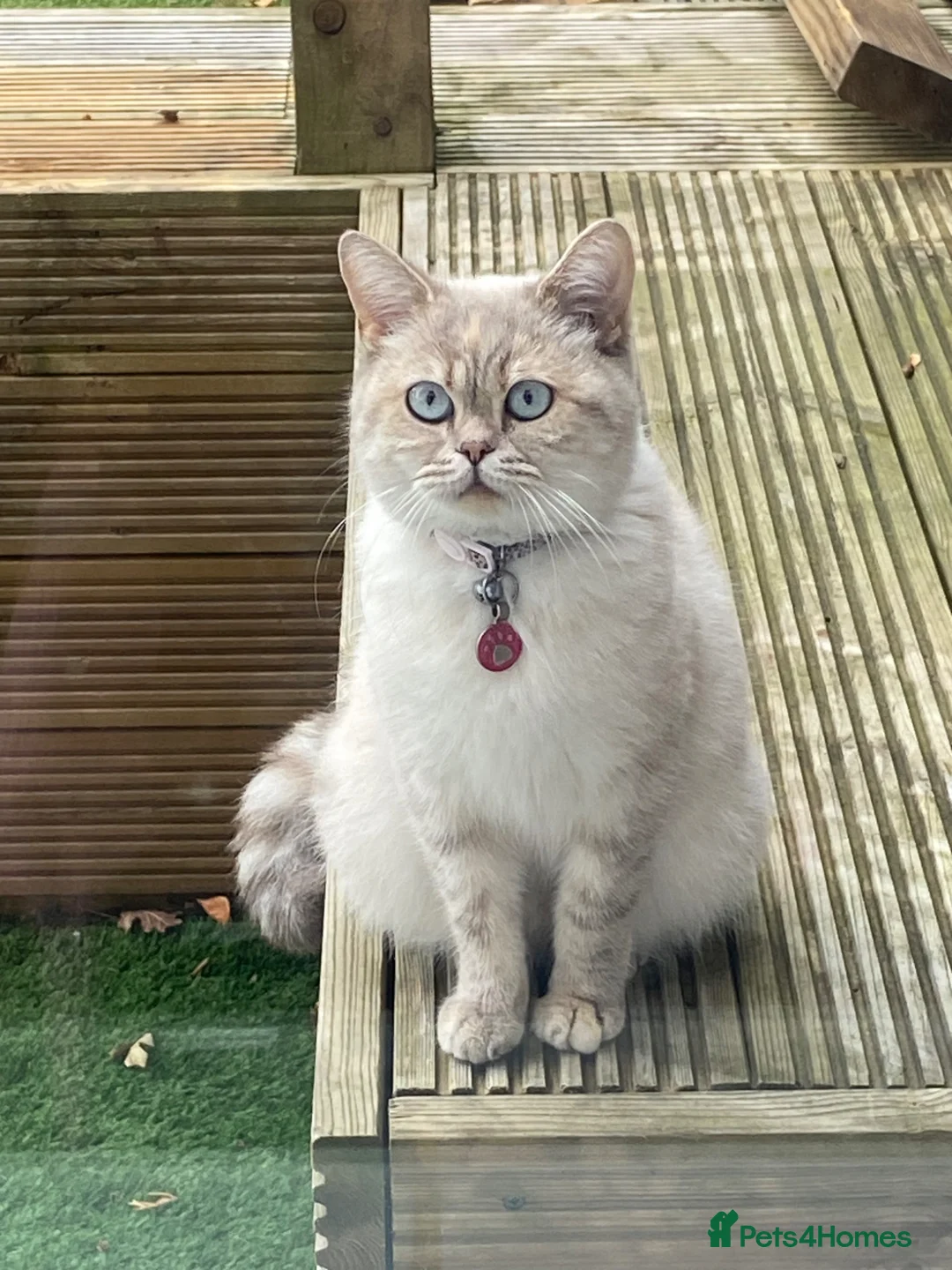Mixed Breed cats for sale: Beautiful British shorthair mixed tabby kittens  - Advert 9