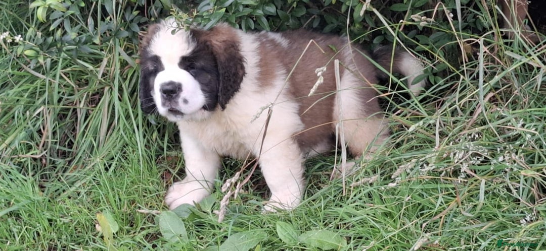Saint Bernard dogs for sale: KC reg Saint Bernard puppies READY NOW - Image 30