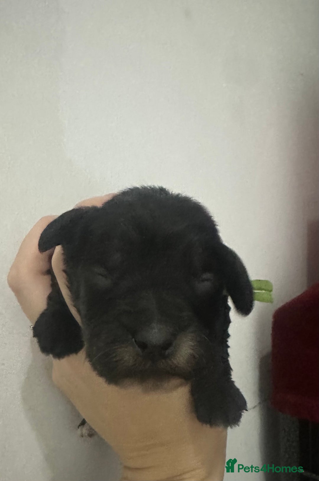 Cockapoo dogs for sale: Kc dna health clear parents champion bloodline  - Advert 5