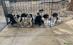 Cockerdor dogs for sale: Labrador x spaniels  - Image 1