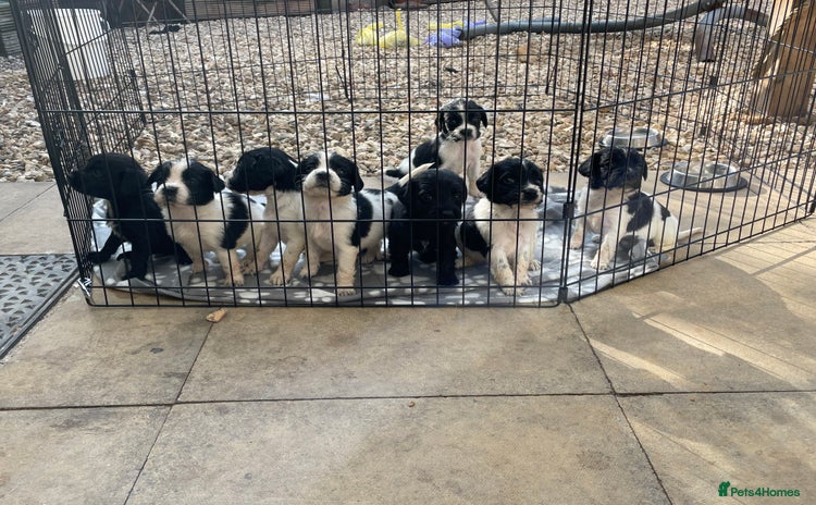 Cockerdor dogs - Advert 10