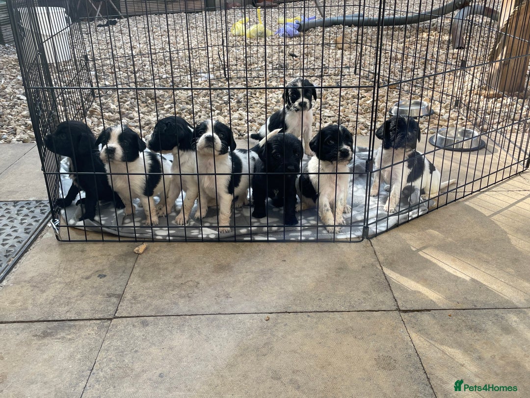 Cockerdor dogs for sale: Labrador x spaniels  - Image 1