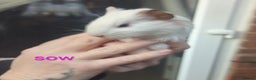 Guinea Pig rodents for sale: Beautiful Baby Guinea Pigs - Advert 8
