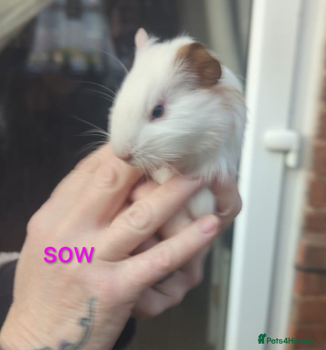Guinea Pig rodents for sale: Beautiful Baby Guinea Pigs - Advert 8