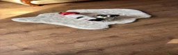 Jack Russell dogs for sale: Jack Russell puppies  - Advert 11