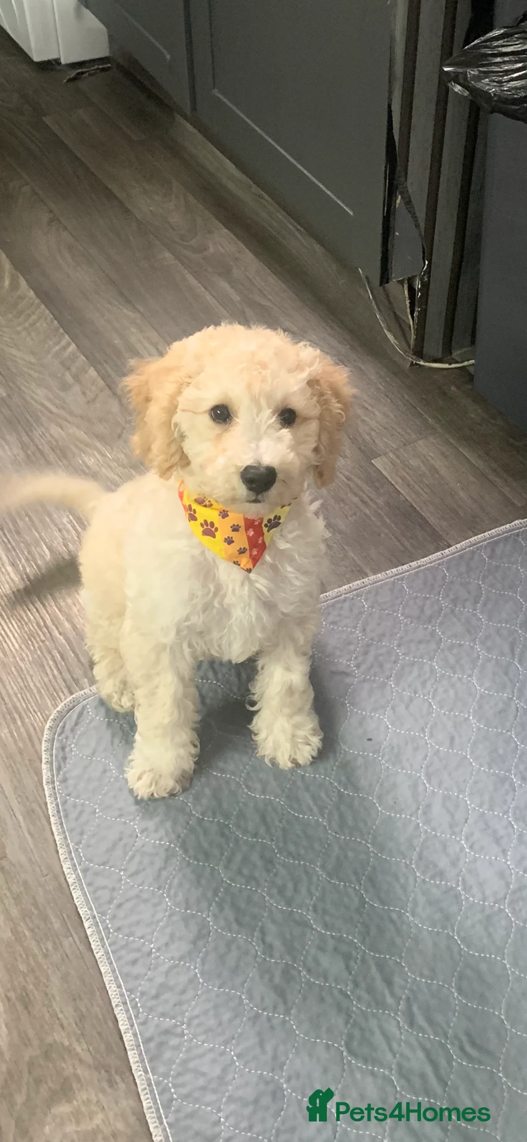 Labradoodle dogs for sale: Miniature Labradoodle  - Advert 2