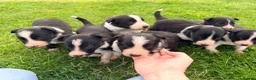 Border Collie dogs for sale: 2 Beautiful Collie Dogs for sale  - Advert 6