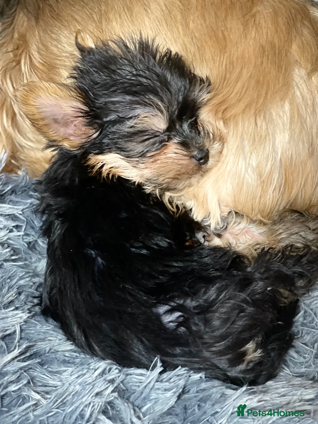 Yorkshire Terrier dogs for sale: Miniature Yorkshire terrier puppies  - Advert 2