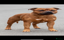Staffordshire Bull Terrier dogs for sale: Amazing True To Type Staffordshire bull terriers  - Image 18