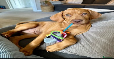 Hungarian Vizsla dogs - Advert 5