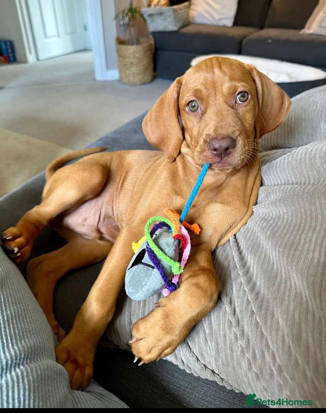 Hungarian Vizsla dogs for sale: Amazing KC reg Hungarian vizsla puppies - Image 2