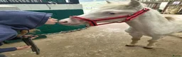 Welsh Section A horses for sale: Aladdin - A Flashy little show type  - Advert 1