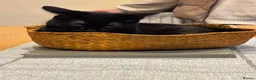 British Shorthair cats for sale: 1 year old Kitten - Advert 5