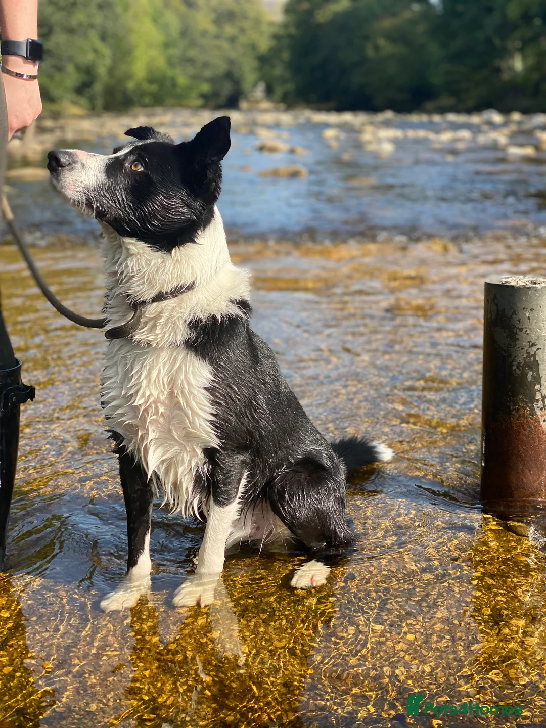 Border Collie dogs for stud: Proven Border Collie Stud | Strong Working Lines  - Advert 10
