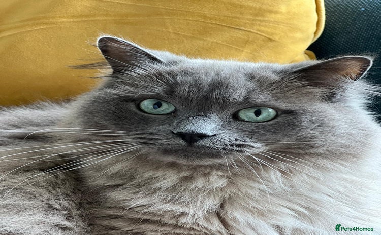 Ragdoll cats - Advert 1