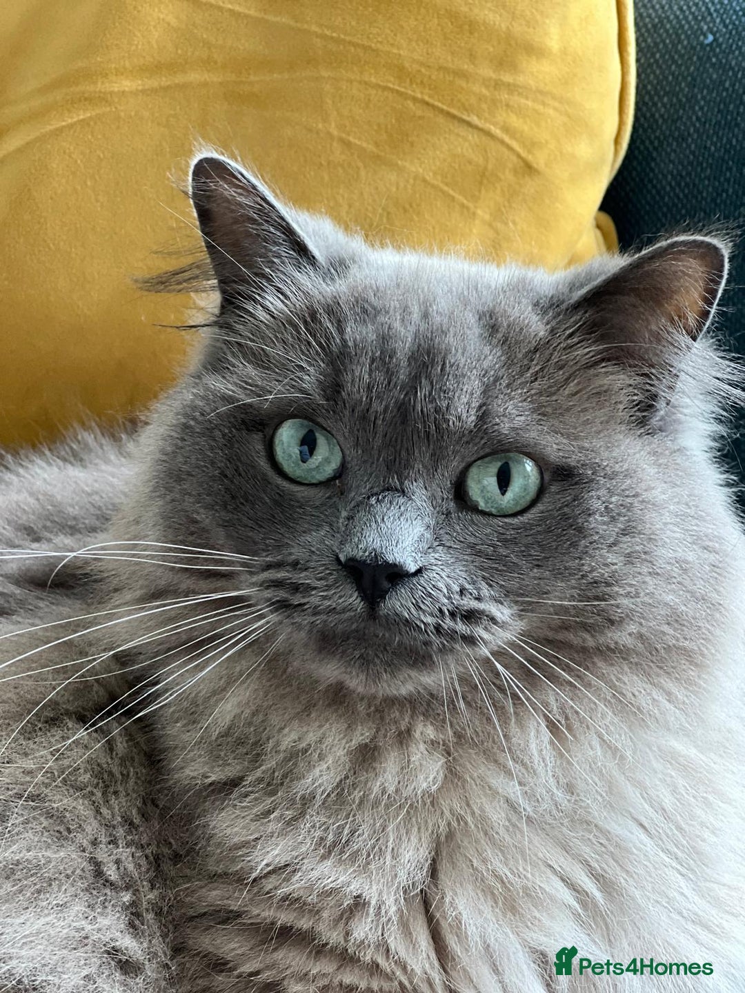 Ragdoll cats for sale: Gentle Male Ragdoll 4 years old (Indoor) - Image 1