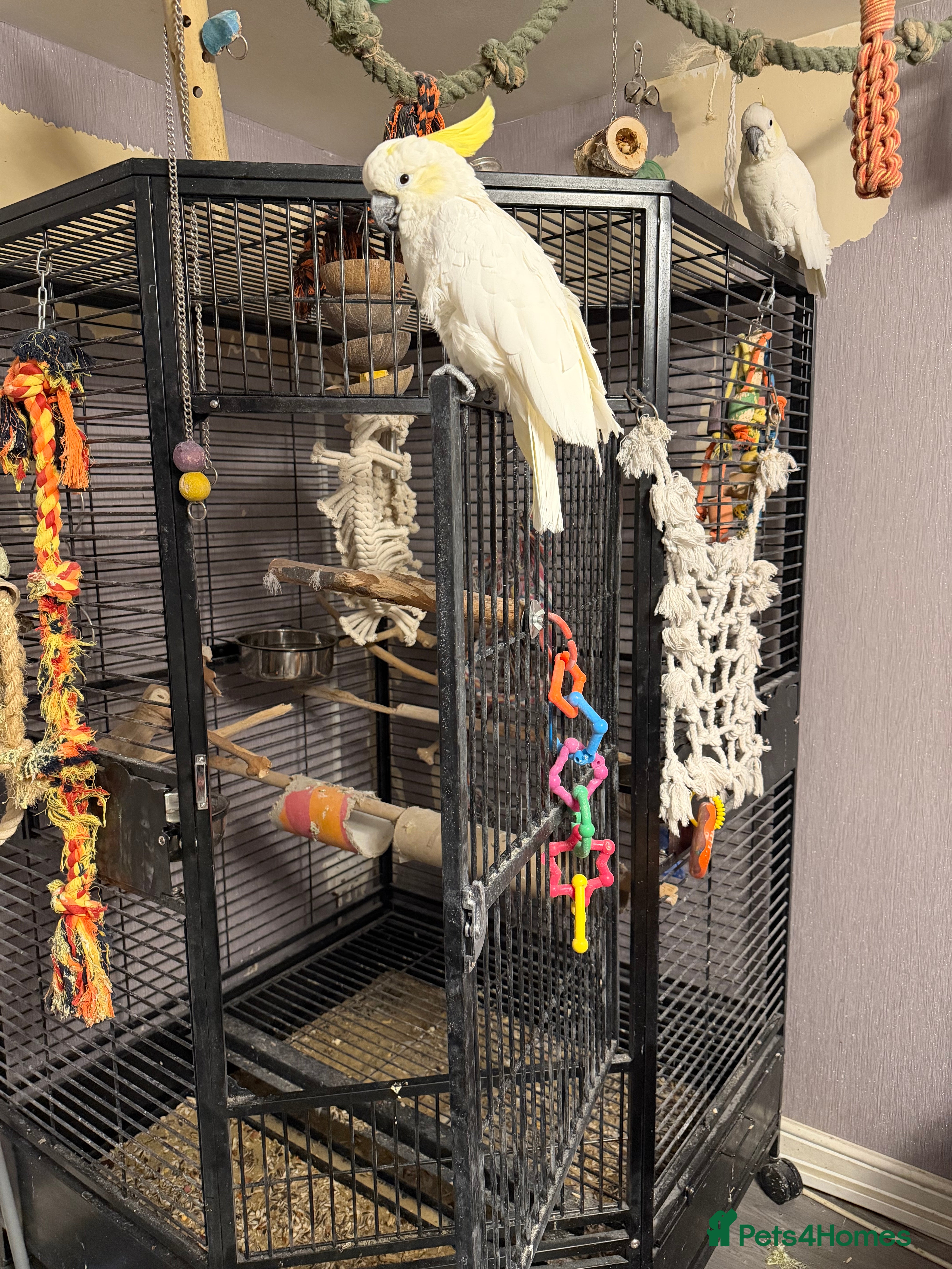 Cockatoo birds Two sulphur crested cockatoo's in Ashford - Advert 10