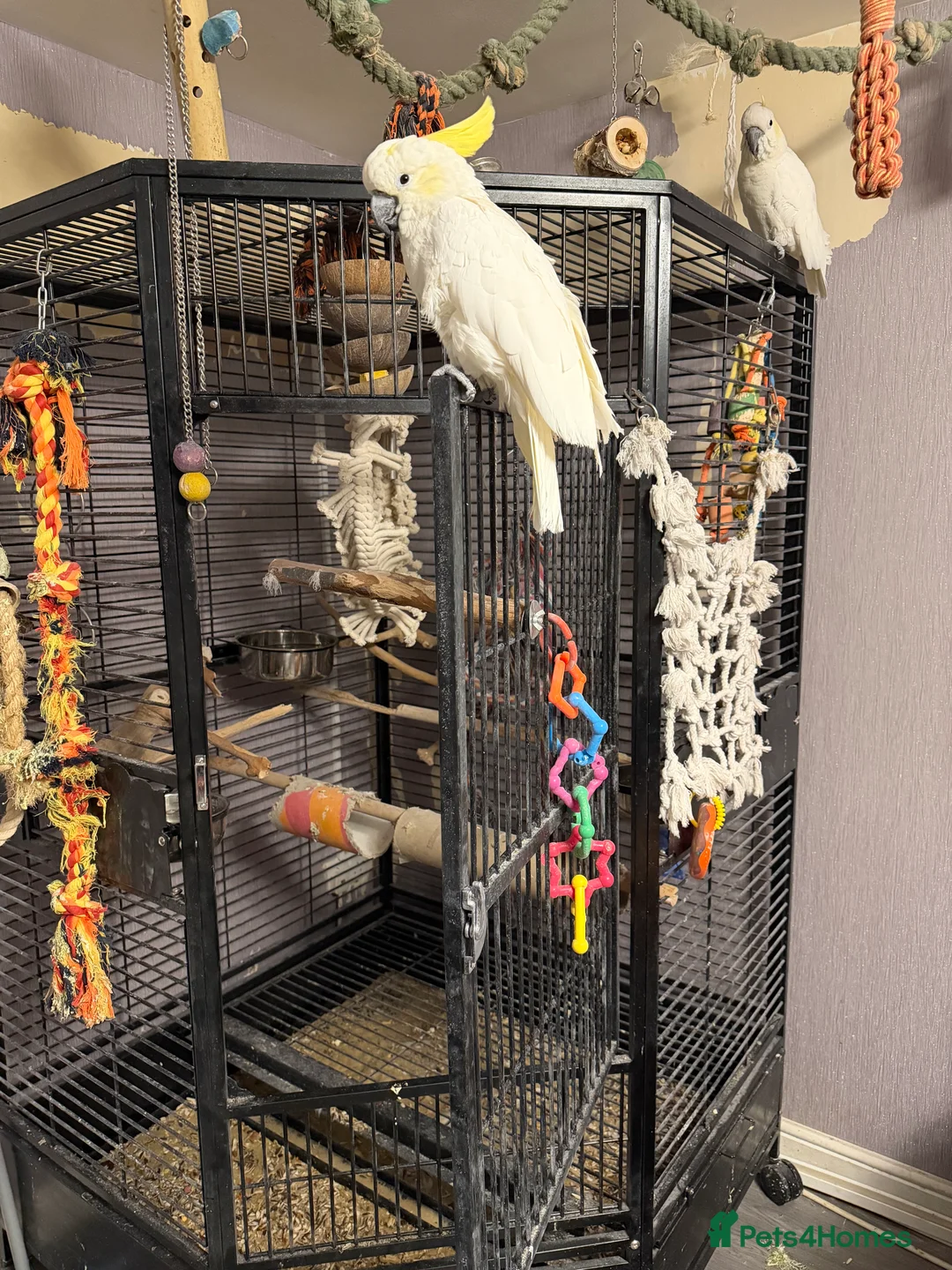 Cockatoo birds for sale: Two sulphur crested cockatoo's in Ashford - Advert 1