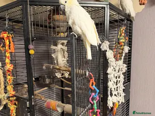 Cockatoo birds Two sulphur crested cockatoo's in Ashford - Advert 1