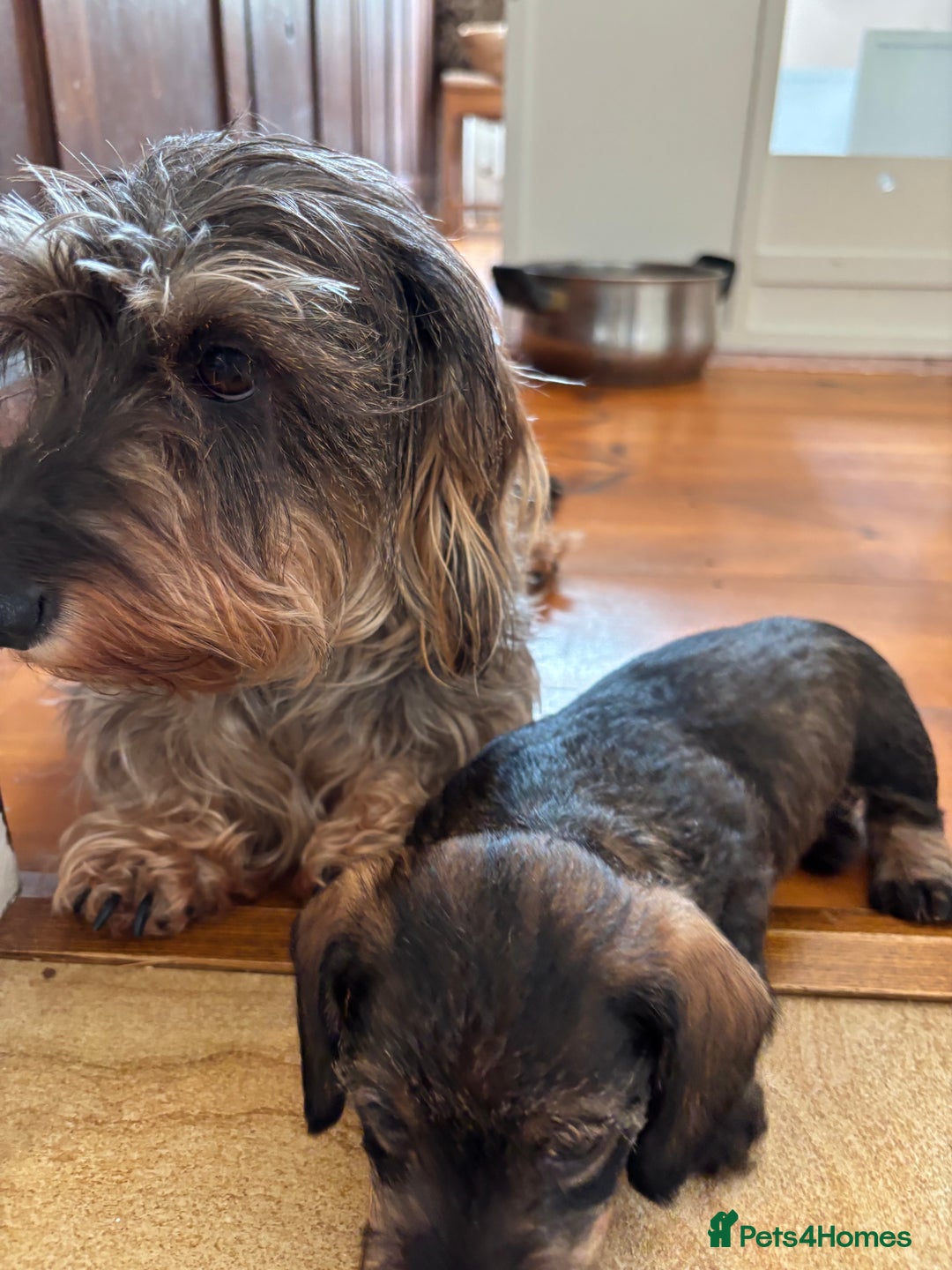 Miniature Dachshund dogs for sale: Miniature Wire-Haired Dachshund in Crediton - Image 8