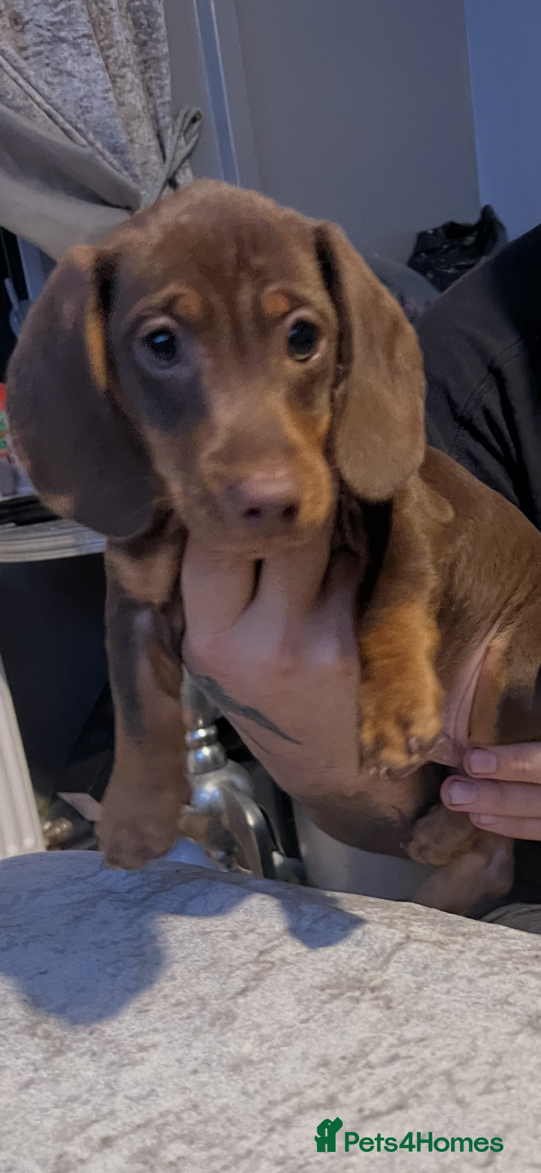 Miniature Dachshund dogs for sale: Miniature dachshund gorgeous boy  - Advert 2