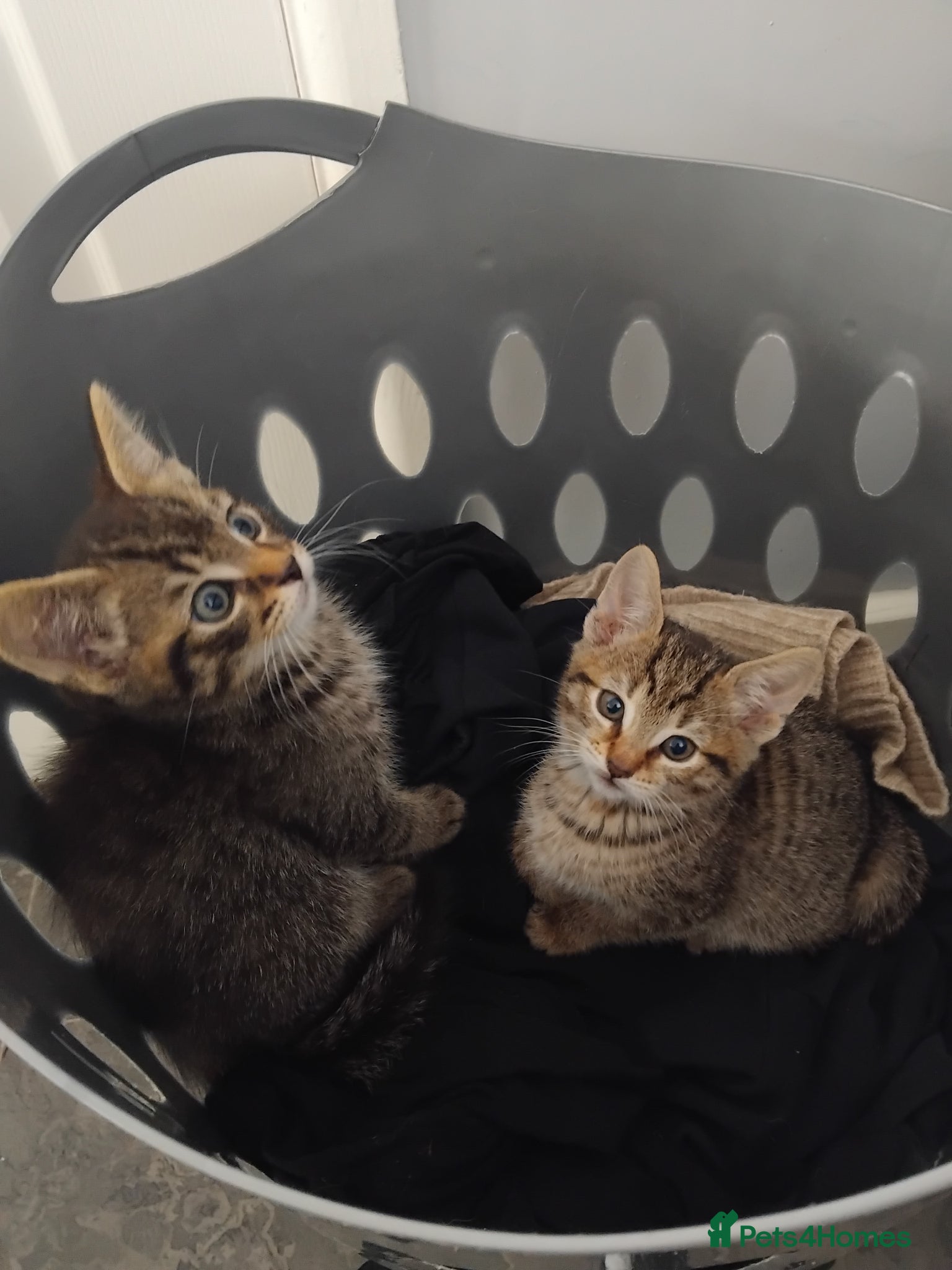 Mixed Breed cats 2 stunning tabby kittens  - Advert 2