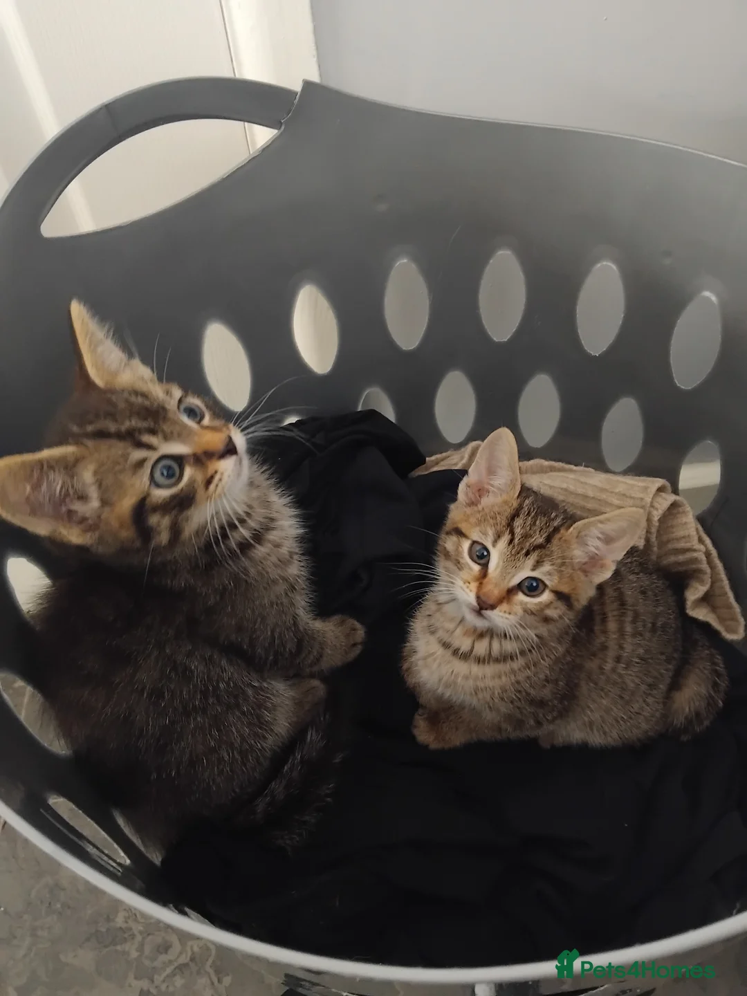 Mixed Breed cats for sale: 2 stunning tabby kittens  - Advert 1