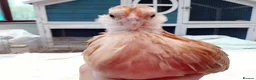 Chickens poultry for sale: Bearded Serama Trio for Loving Home - Advert 10