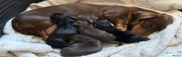 Miniature Dachshund dogs for sale: KC registered pedigree Miniature Dachshund puppies - Advert 2