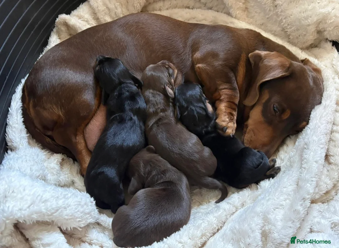 Miniature Dachshund dogs for sale: KC registered pedigree Miniature Dachshund puppies - Advert 2