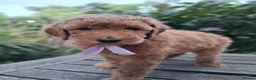 Standard Poodle dogs for sale: Six Standard Poodle Pups, KC Reg Champion Pedigree - Advert 9
