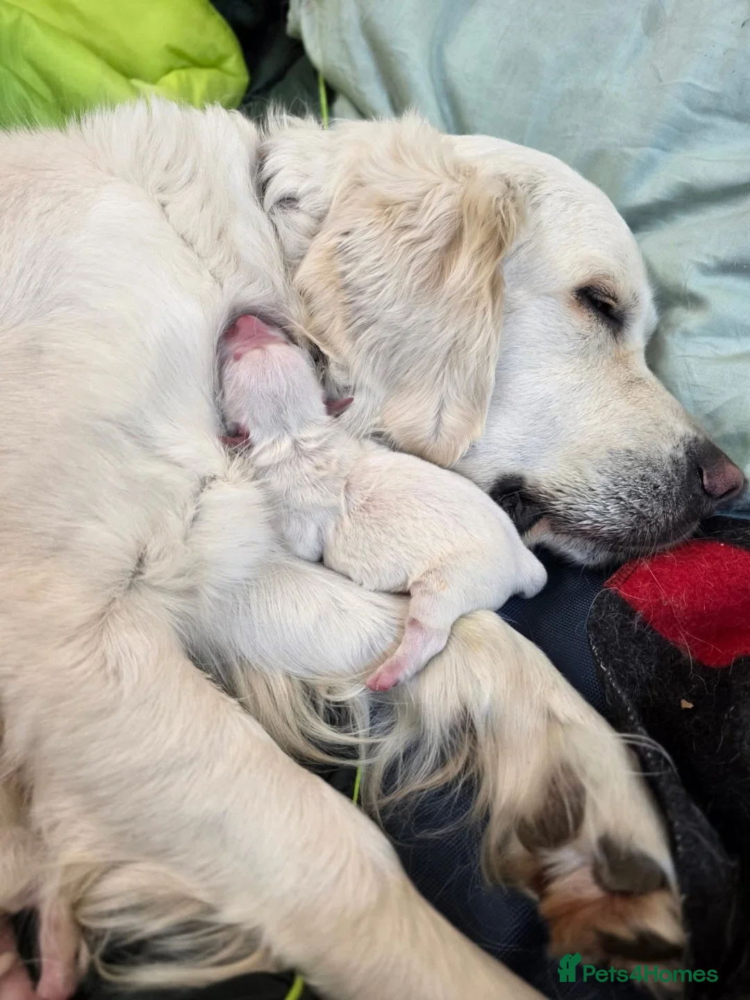 Golden Retriever dogs for sale: GOLDEN RETRIEVER PUPPIES TO GO  in Rossendale - Advert 5
